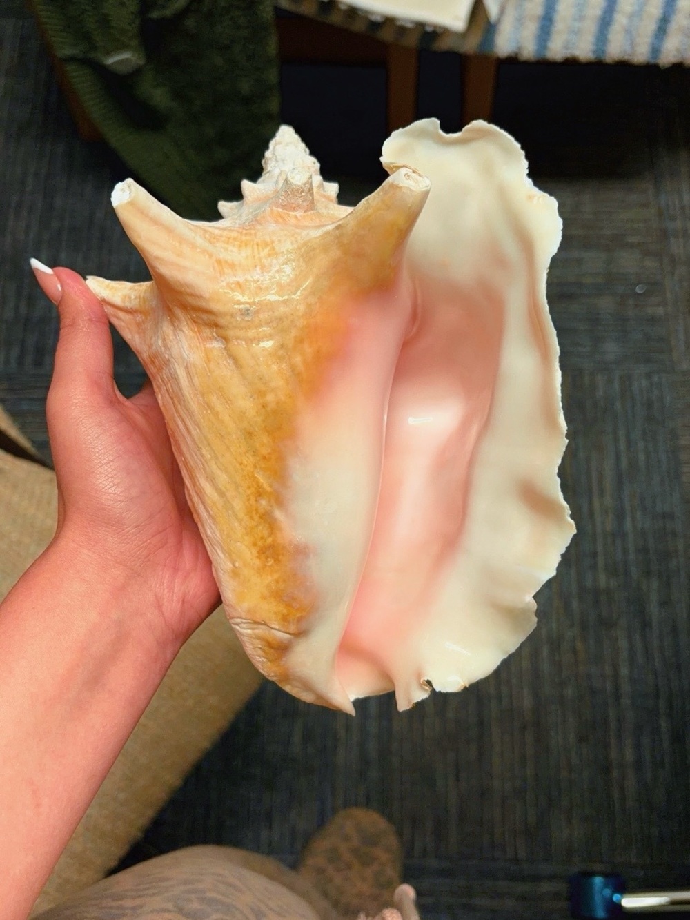 Natural Pink & Cream Conch Shell for Aquarium Decoration